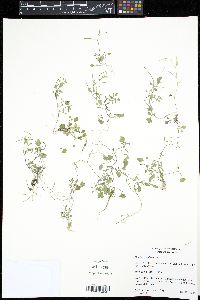 Cardamine flexuosa image