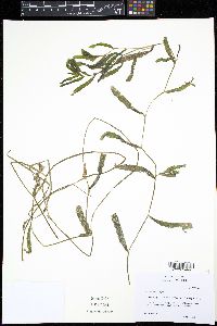 Potamogeton crispus image