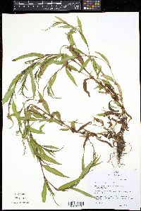 Persicaria hydropiper image