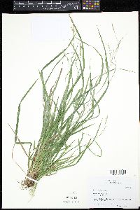 Carex sylvatica image