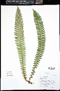 Polystichum lonchitis image