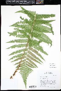 Dryopteris filix-mas image