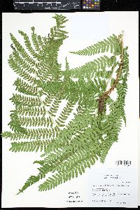 Dryopteris filix-mas image
