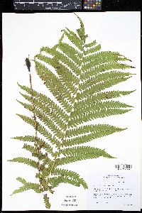 Matteuccia struthiopteris image