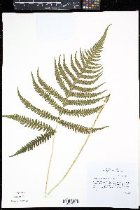 Phegopteris connectilis image