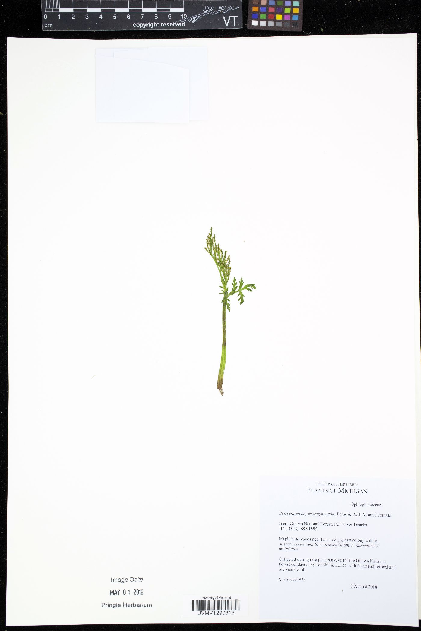 Botrychium angustisegmentum image
