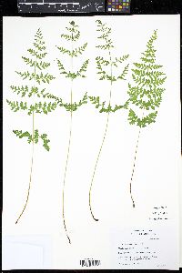 Cystopteris tenuis image