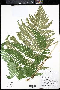 Dryopteris × neowherryi image
