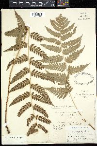 Dryopteris × boottii image