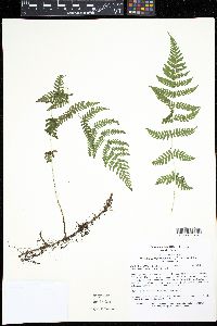 Media resource of Phegopteris levingei