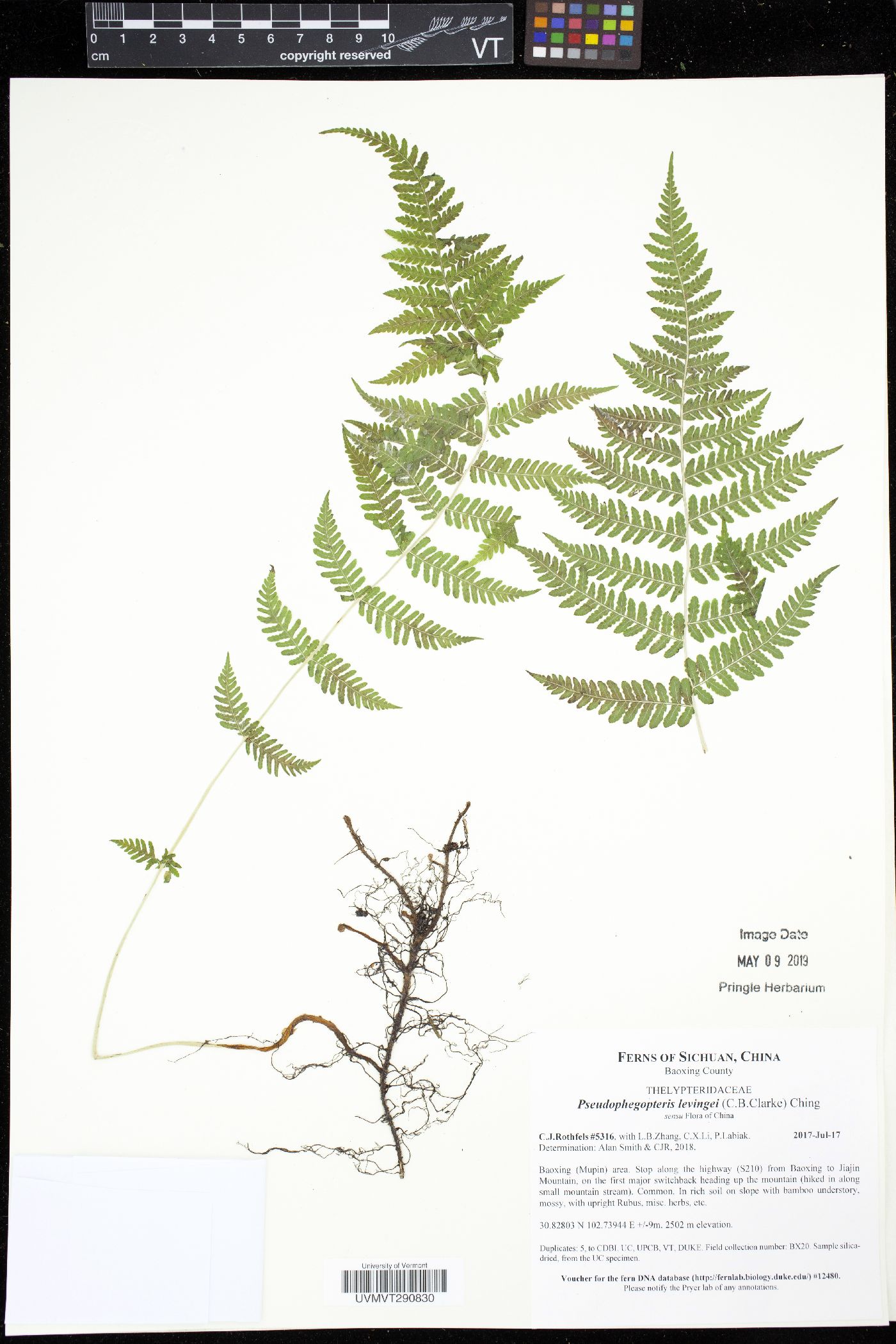Phegopteris levingei image