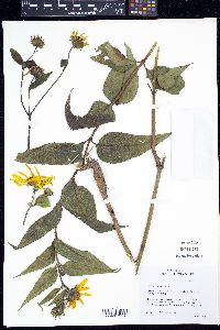 Helianthus tuberosus image