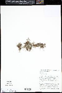 Selaginella sellowii image