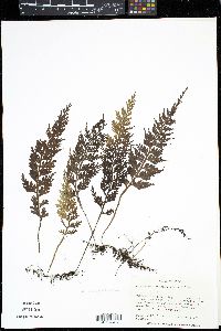 Mecodium badium image