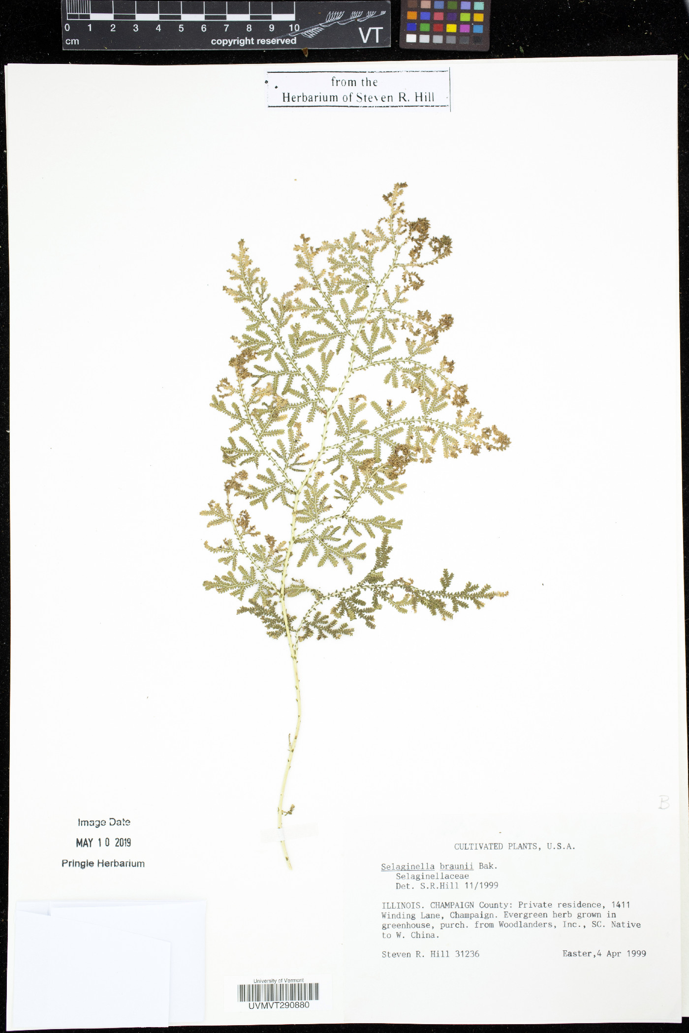 Selaginella braunii image