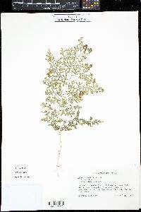 Selaginella braunii image