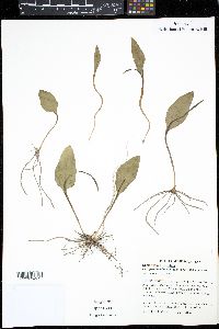 Ophioglossum vulgatum image