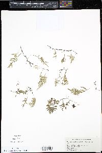 Trichomanes hymenophylloides image