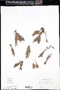 Trichomanes holopterum image