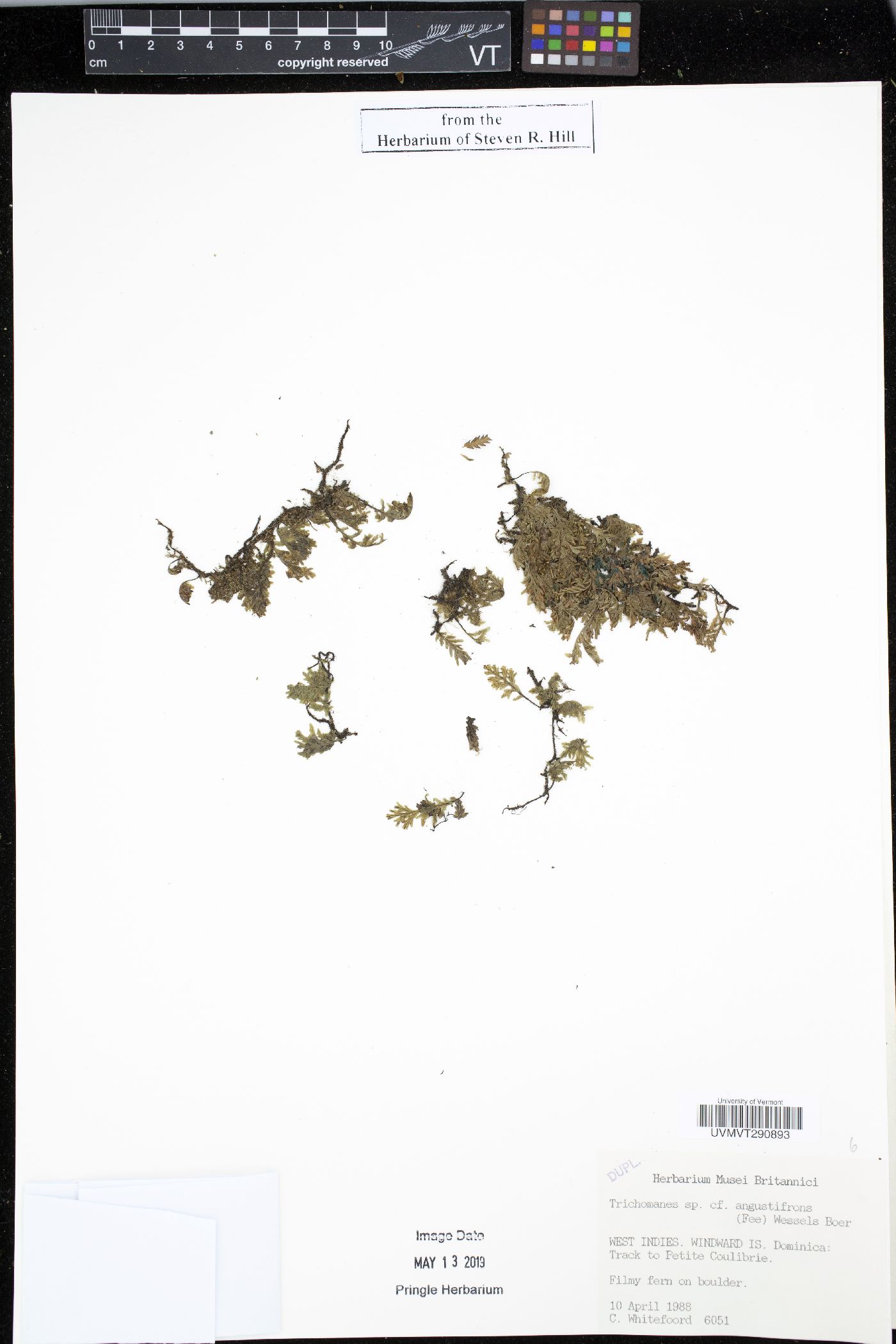 Didymoglossum angustifrons image
