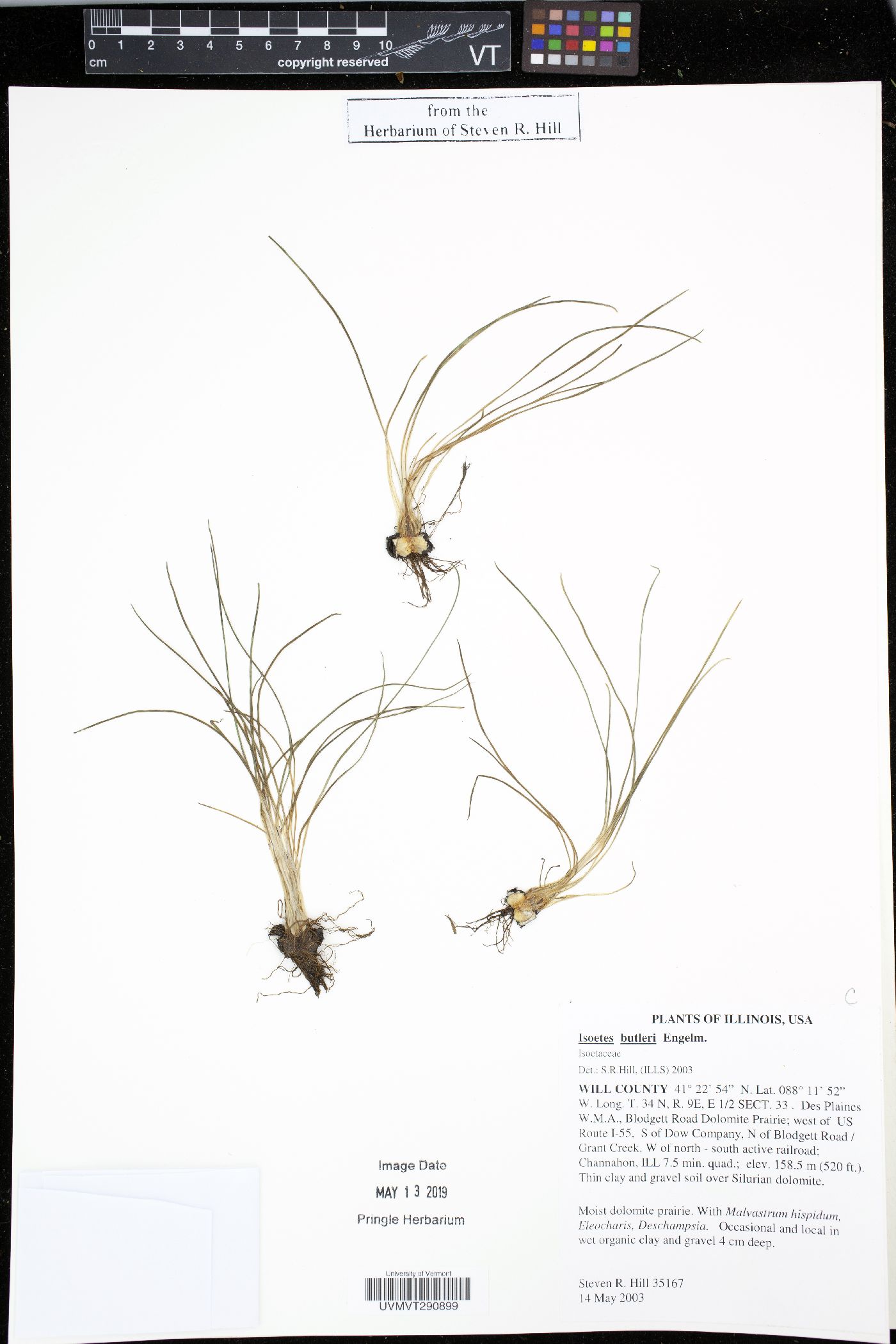 Isoëtes butleri image