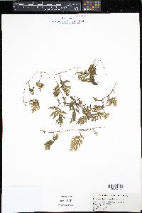 Hymenophyllum hirsutum image