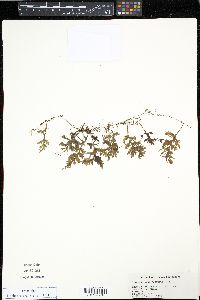 Hymenophyllum hirsutum image