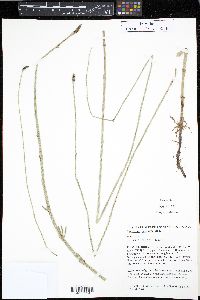 Equisetum bogotense image