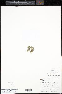 Azolla cristata image
