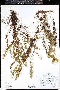 Hymenophyllum tegularis image
