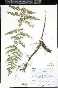 Media resource of Hypolepis acantha