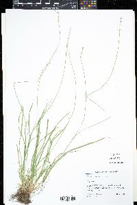 Carex deweyana image