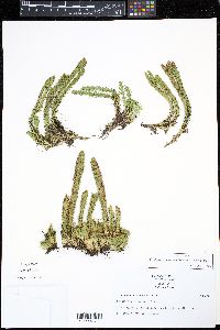 Media resource of Phlegmariurus andinus