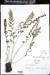 Myriopteris myriophylla image