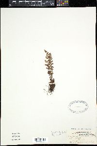 Woodsia alpina image
