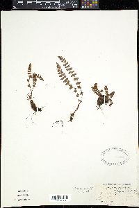 Woodsia alpina image