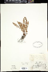 Woodsia alpina image