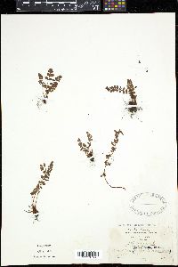 Woodsia alpina image