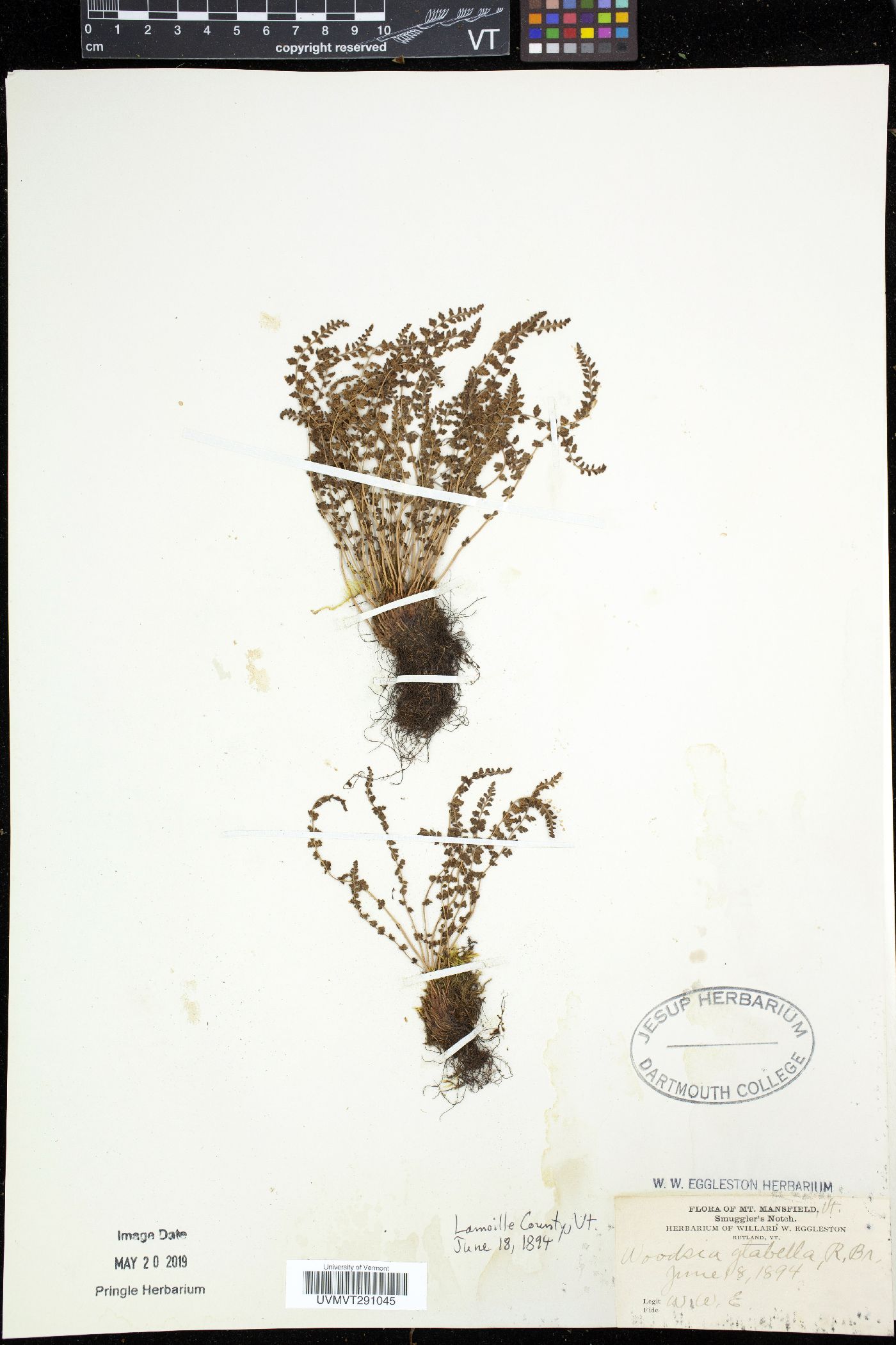 Woodsia glabella image