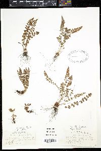 Woodsia glabella image