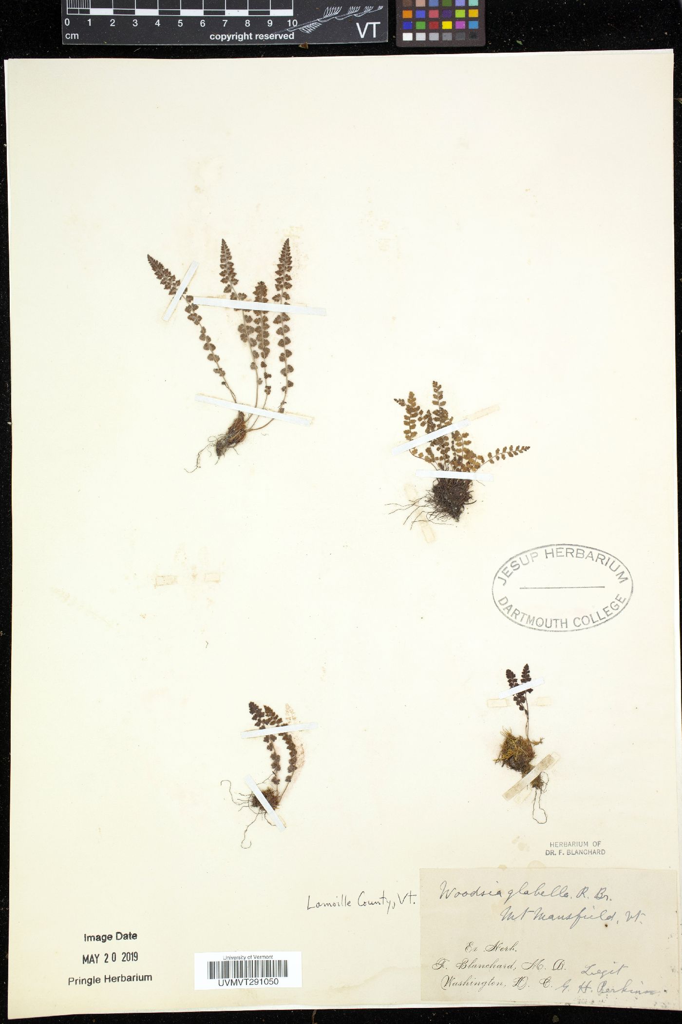 Woodsia glabella image
