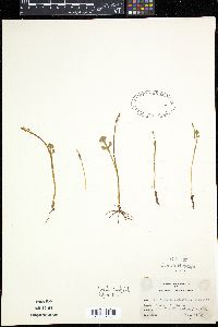 Botrychium simplex image