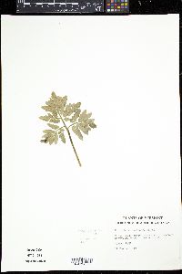 Sceptridium oneidense image