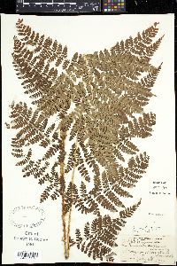Thelypteris spinulosa image