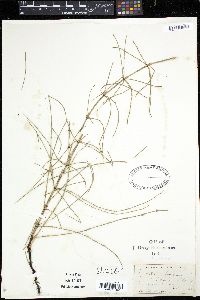Equisetum palustre image