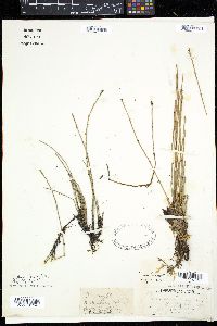 Equisetum variegatum image