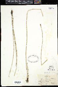 Equisetum variegatum image