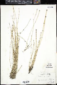 Equisetum variegatum image