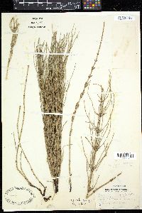 Equisetum × litorale image