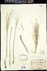 Equisetum × litorale image
